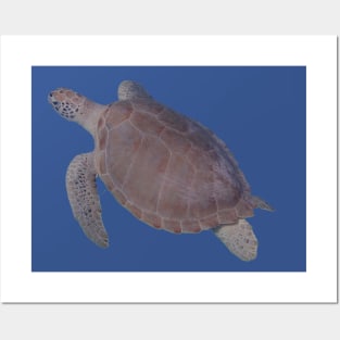 Real turtle swimming T-shirt, photo printed on the front Posters and Art